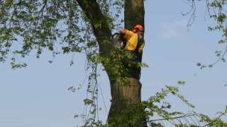 bomen rooien bomen kappen hovenier Nijbroek Niftrik Nieuwstad Nieuwgraaf Nieuwwaal Niersen Nettelhorst Nergena Nekkeveld Neesteind Neede Nederwoud Nederbiel Mullegen Mossel